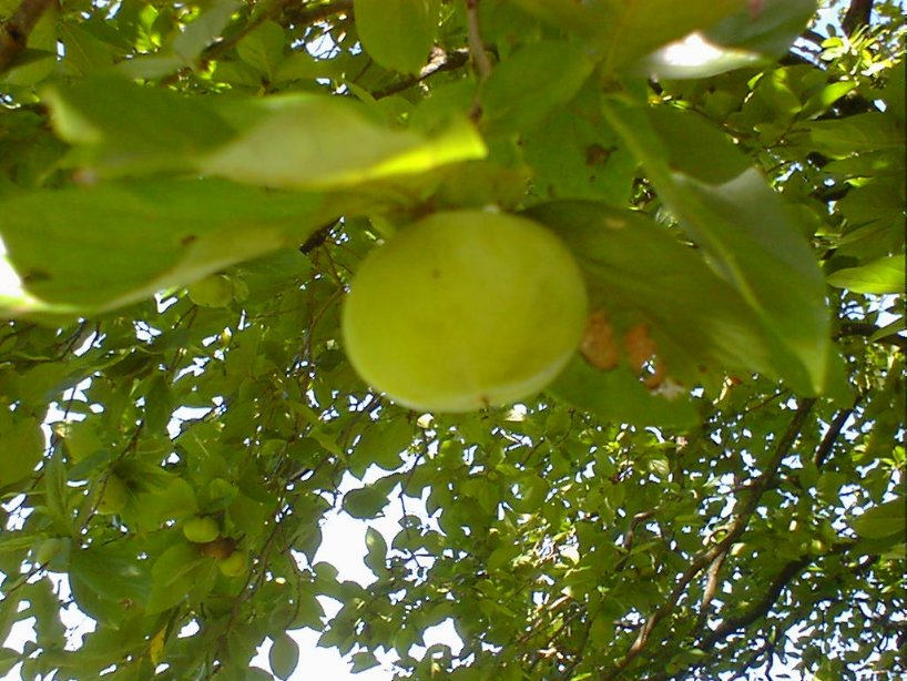 d0040076_18291192.jpg