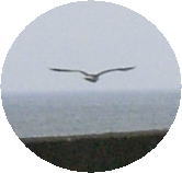 e0063317_1352258.jpg