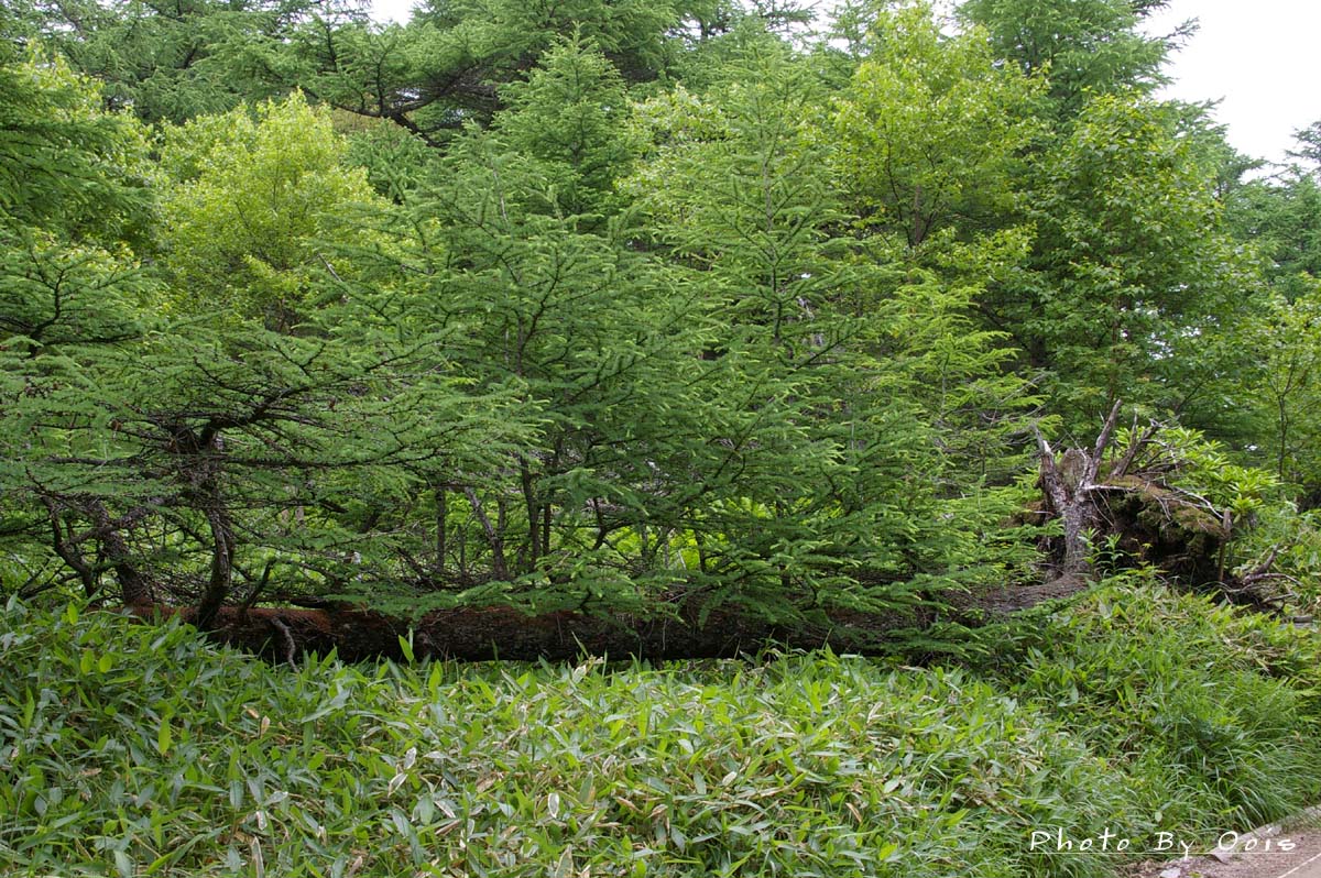 湯の丸高原・池の平湿原の天然カラマツ_e0123723_14433586.jpg