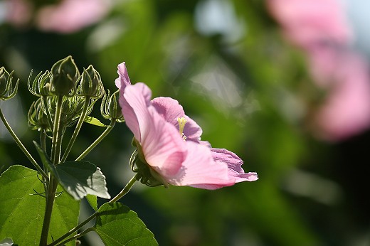 8月25日の風の道 芙蓉編_d0029333_0204217.jpg