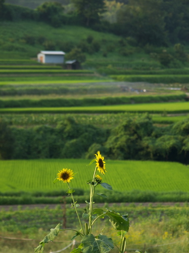 明日香をフラリ♪_e0080133_22565160.jpg