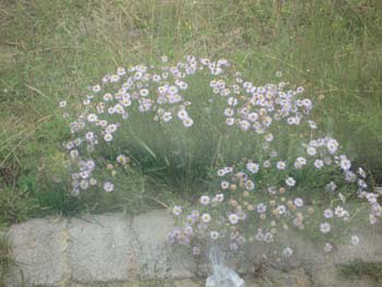 e0110940_0181774.jpg