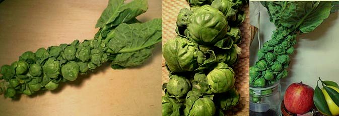 ☆芽キャベツ~~と色々野菜☆_c0092953_3311627.jpg