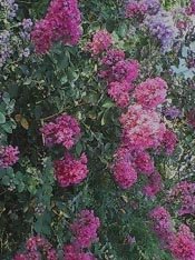 散歩_c0092953_4235848.jpg