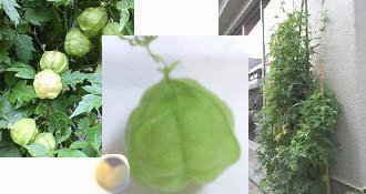 ☆今日もせっせと☆_c0092953_482237.jpg