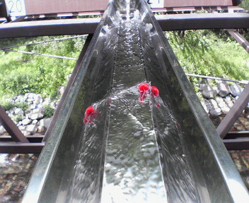 c0109891_11565055.jpg