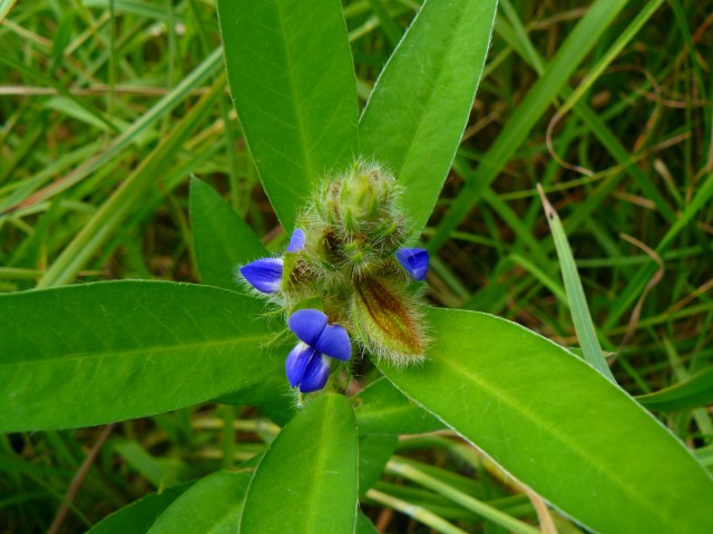 花を探して(*^。^*)_b0025101_143309.jpg