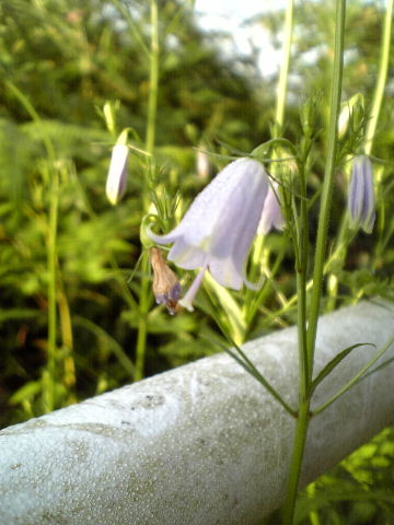 e0114823_161514100.jpg