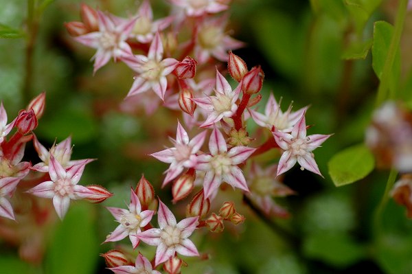 箱根湿生花園の花たち 1_c0027027_10595.jpg