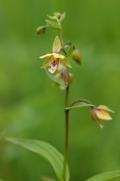 箱根湿生花園の花たち 2_c0027027_2259079.jpg