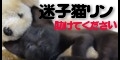 仔猫の御家族募集します。_a0090729_21294811.jpg