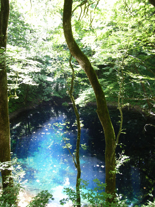 森の中の水、水の中の森_a0054232_20314235.jpg