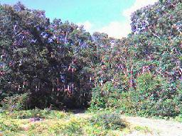 d0036951_263427.jpg