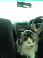 c0025852_7485365.gif