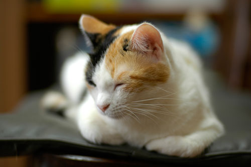 ねこを見て…なにを思う?_d0084952_14293624.jpg
