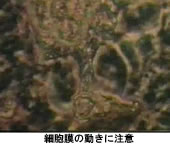 科学映像撮影の舞台裏、生物資料の提供 その2_b0115553_10451544.jpg