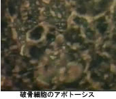 科学映像撮影の舞台裏、生物資料の提供 その2_b0115553_10573116.jpg
