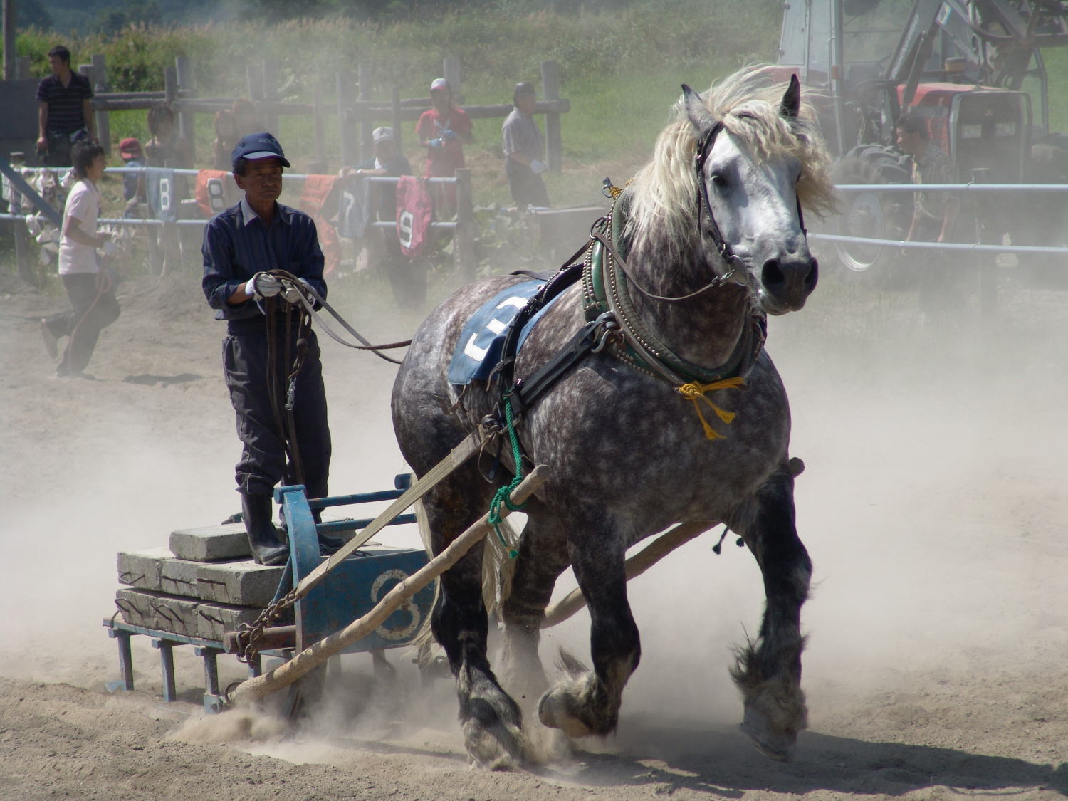 薹３２回　標津・中標津　馬事競技大会　　　８月２６日　南中特設競馬場_f0001254_19225434.jpg