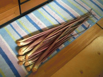 e0085772_11174410.gif