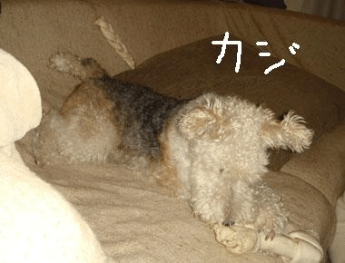 b0091373_17365172.gif