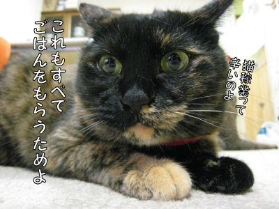 猫稼業の厳しさ？_a0045990_2334964.jpg