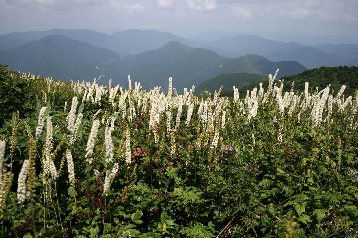 炎天下の伊吹山登山_e0110500_2150289.jpg