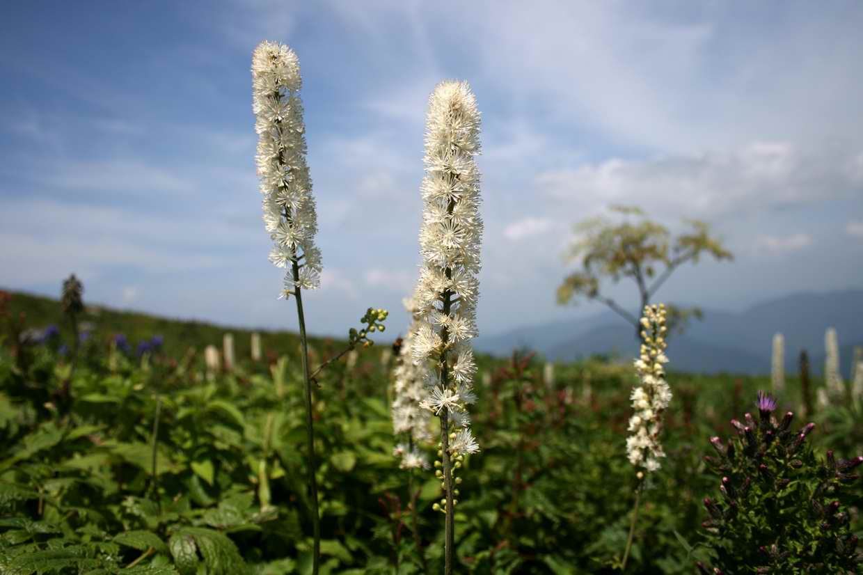 炎天下の伊吹山登山_e0110500_23132438.jpg