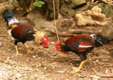 鶏インフルエンザ?_a0043520_021730.jpg