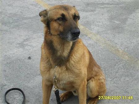 麻薬探知犬 誘拐事件 はなの散歩道