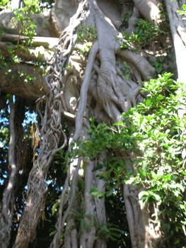 f0007540_15491549.gif
