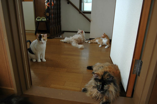 どこを見てもねこがいる…_d0084952_12182614.jpg