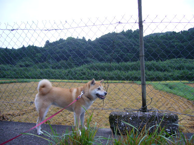 ８月３０日（木）田舎道散歩・ルー大柴風②_f0060461_13492142.jpg