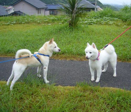 ８月３０日（木）田舎道散歩・ルー大柴風②_f0060461_16135340.jpg