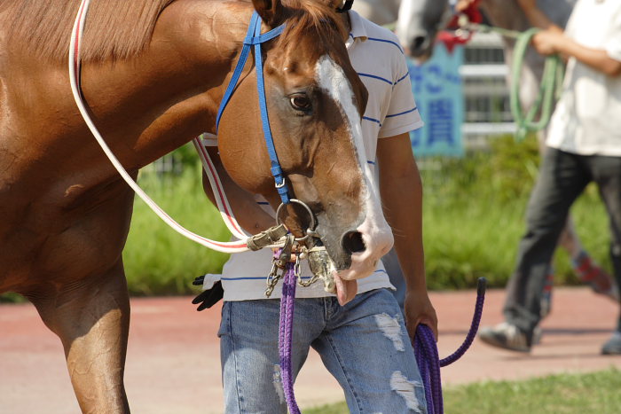 2007年8月26日（日） 高知競馬 8R パートナーＧＰ特別 パドック_a0077663_21332051.jpg