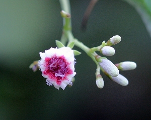 d0102968_859396.jpg