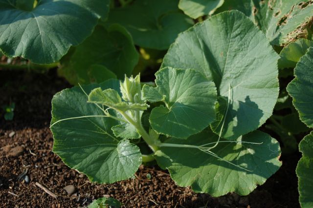 ハロウィンかぼちゃ栽培計画 報告 つるが出た 野菜づくりって面白そう