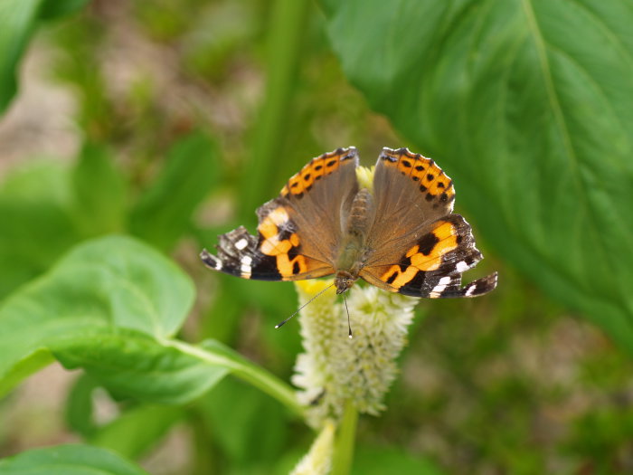 アカタテハ_c0116915_22372158.jpg