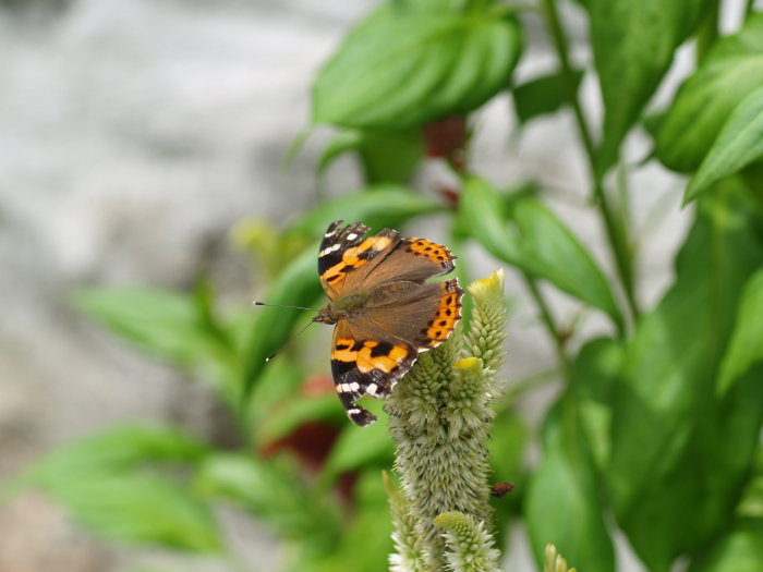 アカタテハ_c0116915_2238247.jpg