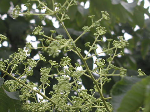 ８月31日・今日の軽井沢雨時々曇り・８月もやっと終わりました。_d0046531_21263776.jpg