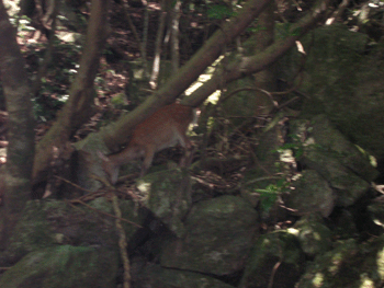 f0007540_139973.gif