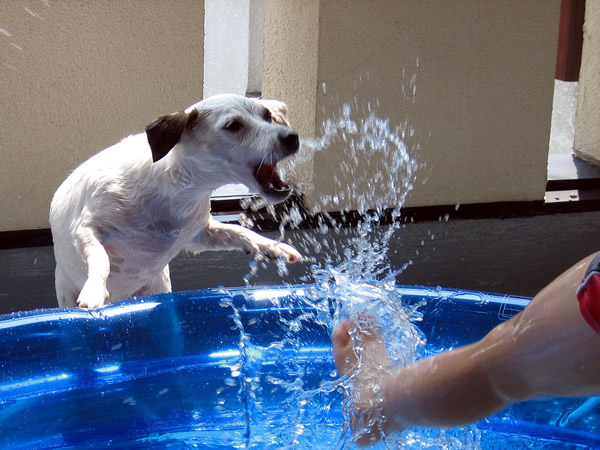 エイルの夏。。。　カジュマルの夏。。。_e0106146_2213273.jpg