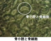 科学映像撮影の舞台裏、生物資料の提供 その3_b0115553_1121973.jpg