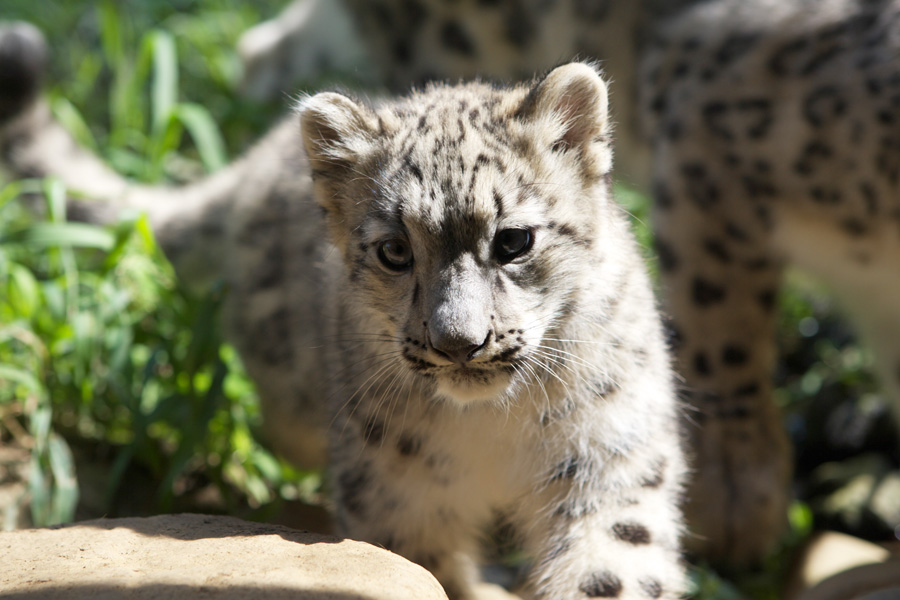 多摩動物公園117_e0060169_6373890.jpg