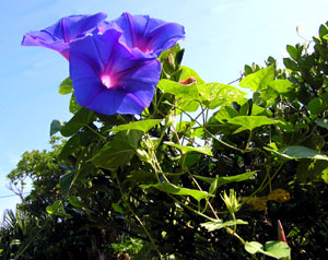 b0070879_3431769.jpg