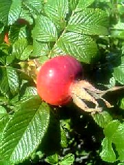 b0028598_21462636.jpg