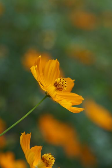 ２丁目１９棟　菜の花公園_b0107713_23492447.jpg