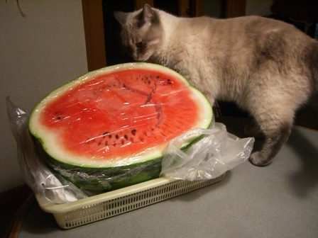 びっぐにゅーす(^m^)_c0006826_213129.jpg