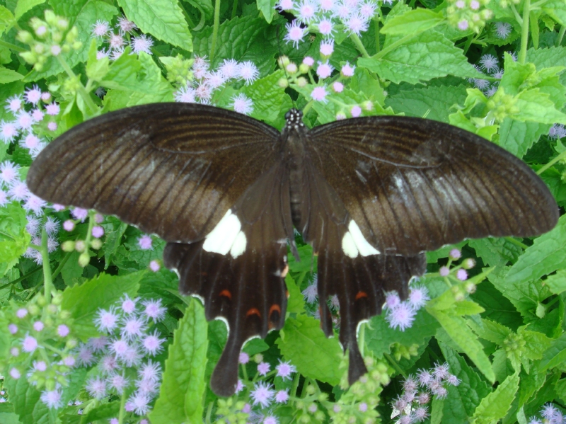c0108460_17324572.jpg