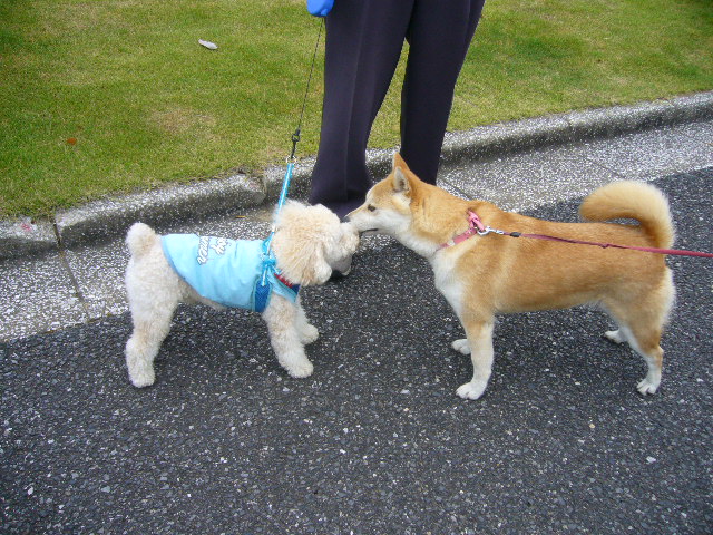 2007年9月1日(土)9月です、涼しいです!_f0060461_1011278.jpg