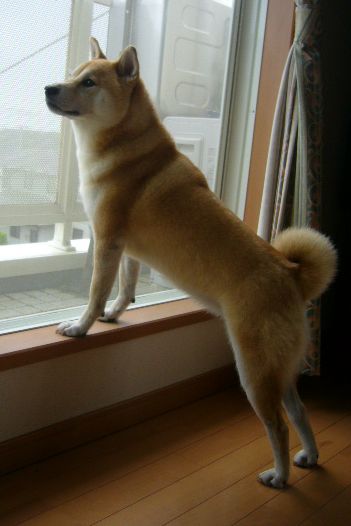 2007年9月1日(土)9月です、涼しいです!_f0060461_1018141.jpg